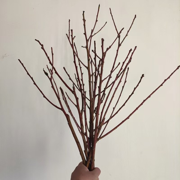 10pcs Pussy Willow Decor - Image 4