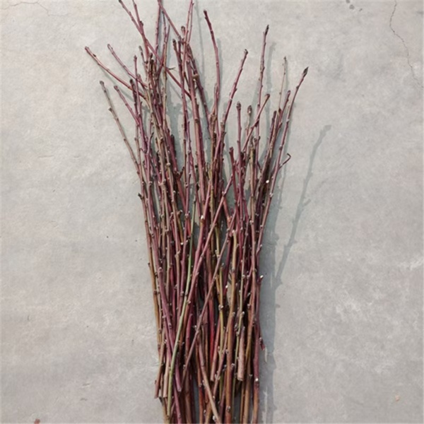 10pcs Pussy Willow Decor - Image 3