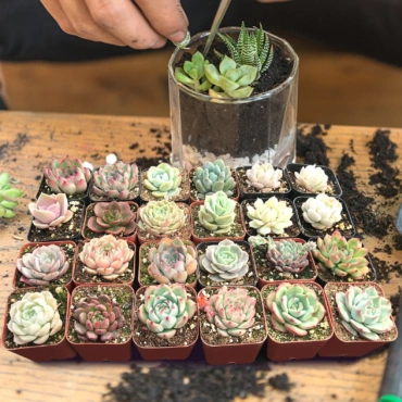 Succulent Plants